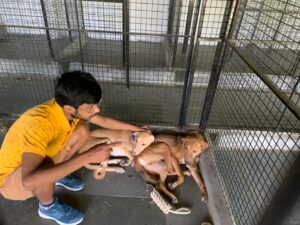 lakshman molleti with rescued dogs