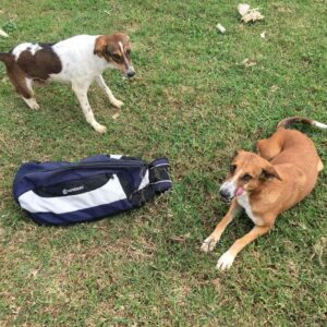 molleti lakshman sterilized dogs