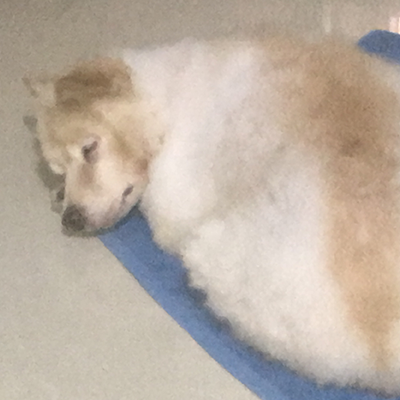 Goldy – Innocent and calm