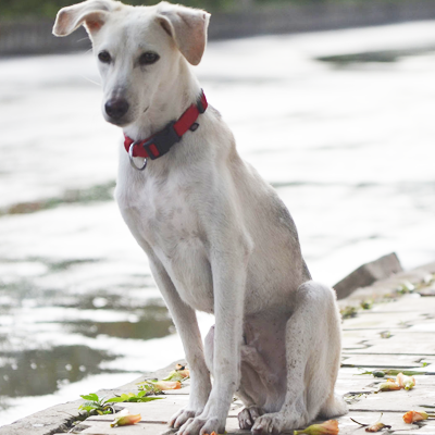 Raju – Positive and Independent