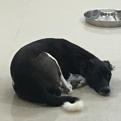 Snoopy – Playful and Smart