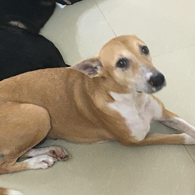 Sony – Beauty with fear