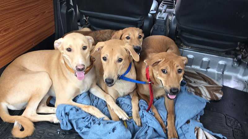 Kind Request For Donation To Secure A Permanent And Loving Home For Four Fostering Dogs