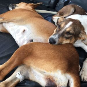 Sterilized Two Community Dogs Named As Rani And Shamy